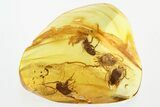Five Detailed Fossil Cockroaches (Blattodea) In Baltic Amber - Rare! #330723-2